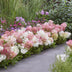 Garden Hydrangea Groundbreaker Blush, hardy, pink, 20-25cm Bild 6