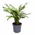 Aglaonema Juliette - 40 cm Topf ø12 Bild 1