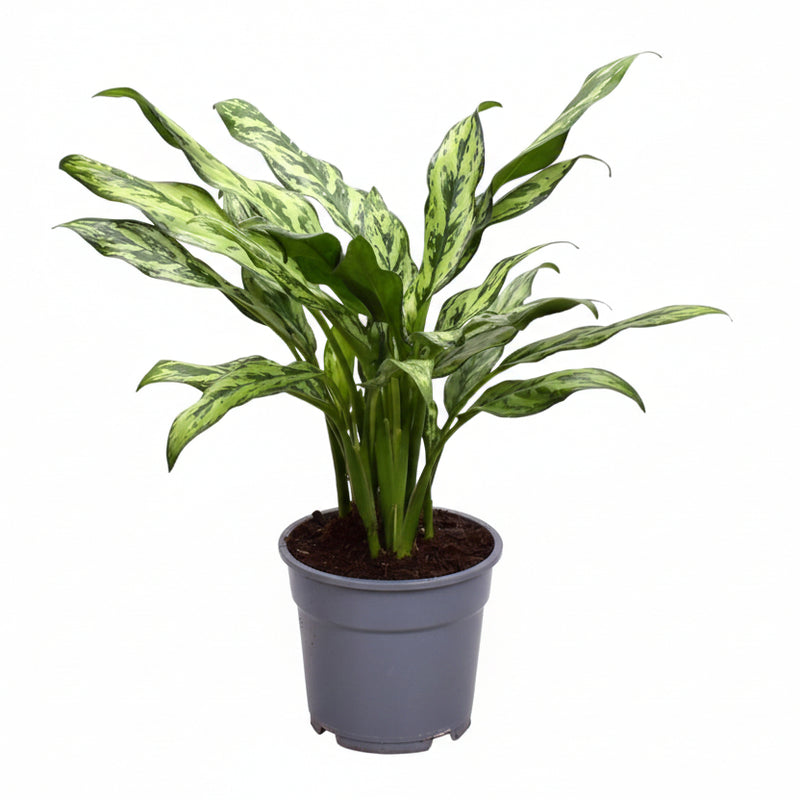 Aglaonema Juliette - 40 cm Topf ø12