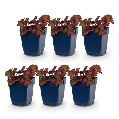 Green boutiQ - Perennials - Heuchera micr. Palace Purple - Coral Bells - Shade - Purple - 6 Plants - 11cm Pot - Height 15-25cm