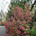 Ribes sanguineum 'Kind Edward' - Roter Blütenstrauch, 1 Pflanze, Topf 17cm Bild 5
