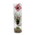 Tillandsia Cyanea - Elegant Air Plant in a Glass Cylinder Bild 1