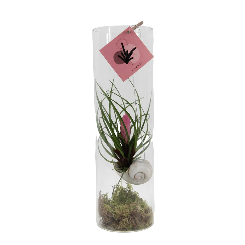 Tillandsia Cyanea - Elegant Air Plant in a Glass Cylinder