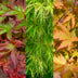 GreenboutiQ: 3x Zwerg-Ahorn 'Tricolour' im 12cm Topf, Höhe 35cm Bild 4