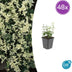 48x Euonymus fort. 'Harlequin' - ↕10-25cm - Ø9cm Bild 1