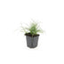 6x Portugiesische Wald-Gras (Luzula nivea), 10-25cm Bild 2