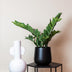 Künstliche Zamioculcas Zimmerpalme, 70 cm Bild 4