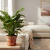 Spathiphyllum Sweet Silvana Peace Lily, Ø24cm, ↕80cm Bild 3