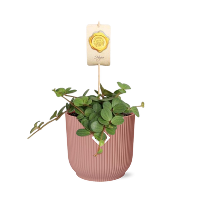 Peperomia 'Hope' in rosa ELHO Vibes Topf 14 cm