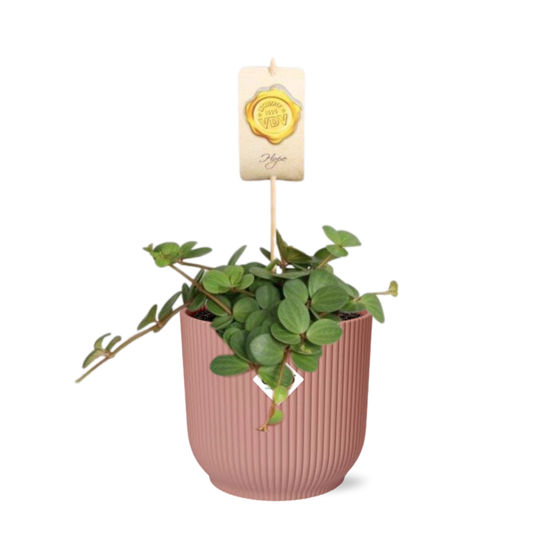 Peperomia 'Hope' in rosa ELHO Vibes Topf 14 cm