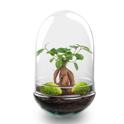 Flaschengarten Egg XL Bonsai - DIY Pflanzterrarium, 30 cm