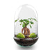 Bottle Garden Egg XL Bonsai - DIY Plant Terrarium, 30 cm Bild 1