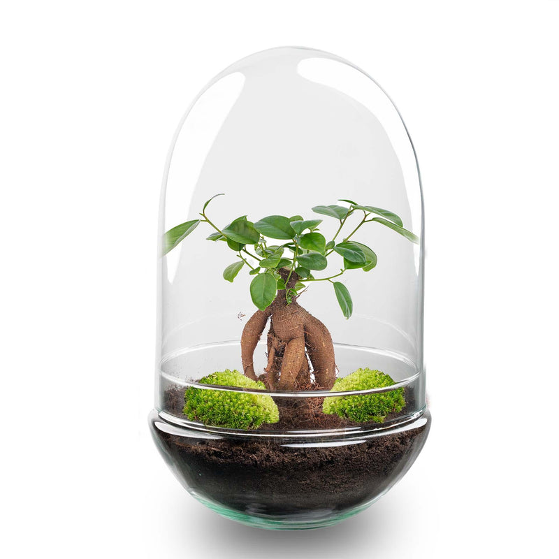 Bottle Garden Egg XL Bonsai - DIY Plant Terrarium, 30 cm