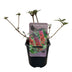 Green boutiQ - Schmetterlingsstrauch - Buddleja davidii Flower Power - Blüte Orange Lila - 1 Pflanze - Laubabwerfend - Schmetterlingsanziehend - Topf 17cm Höhe 30cm Bild 2