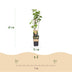 Blackcurrant 'Ben Nevis' - 2 plants in 15 cm pot Bild 3