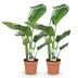 2x Strelitzia Nicolai, Paradiesvogelblume, Zimmerpflanze, Topf 17cm Bild 2