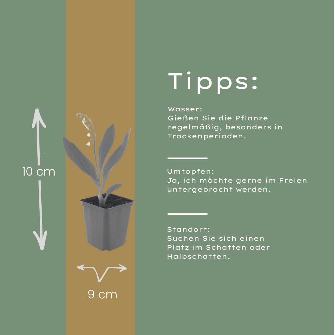 12x Maiglöckchen (Convallaria majalis) - 10-25cm