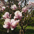 Magnolie Soulangiana: Hellrosa Blüten, pflegeleicht, Topf 17cm Bild 5