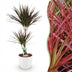 Dracaena Magenta Zimmerpflanze - pflegeleicht, 90-100cm, mit weißem Topf Bild 1