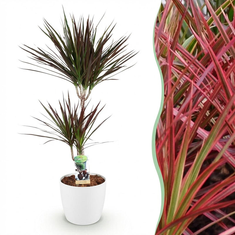 Dracaena Magenta Zimmerpflanze - pflegeleicht, 90-100cm, mit weißem Topf