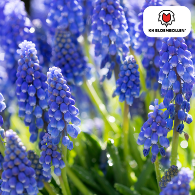 Muscari Blue Moon 20 pieces
