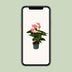Anthurium Sweet Dream Pflanze Ø12cm - 35cm Hoch Bild 5