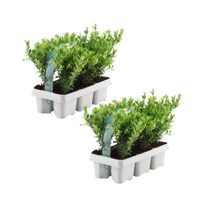 2x 6er Pack Ilex crenata 'Jenny' - Ø7cm - ↕15cm
