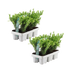 2x 6er Pack Ilex crenata 'Jenny' - Ø7cm - ↕15cm Bild 2