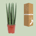 Sansevieria Straight im 12cm Topf - ca. 40cm hoch Bild 4