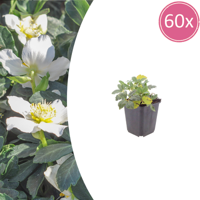 60x Christrose (Helleborus niger) - 10-25cm