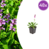 Stachys mon. 'Hummelo' (10-25cm, Ø9cm) – Robust Perennial for the Garden Bild 1
