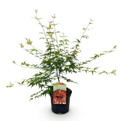 Japanischer Ahorn 'Pink Dwarf' – Rosa Blätter, kompakt, 70cm