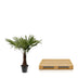 Hanfpalme Trachycarpus Fortuneii 220-240cm, Ø45cm Bild 4