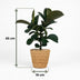 Gummibaum Ficus Elastica Cloe im Korb, pflegeleicht, 65cm Bild 3