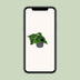 Philodendron Scandens Kletterpflanze - Pflegeleicht & Herzblatt Bild 5