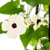 4x Thunbergia alata Sunny Susy White, Ø13cm Topf, 60cm hoch Bild 3