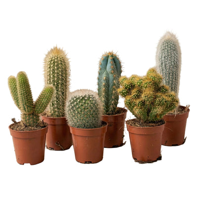 Kakteen-Set (12er Pack): Pflegeleichte Sukkulenten für Ihr Zuhause