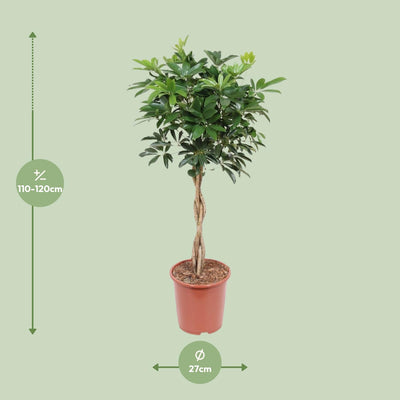 Schefflera Arboricola Compacta: Ihr grüner Luftreiniger (Ø27cm, ↕120cm)
