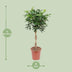 Schefflera Arboricola Compacta: Ihr grüner Luftreiniger (Ø27cm, ↕120cm) Bild 2