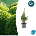12x Buchsbaum (Buxus Sempervirens) 10-25cm im Ø9cm Topf