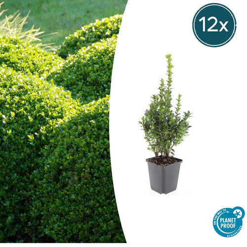 12x Buchsbaum (Buxus Sempervirens) 10-25cm im Ø9cm Topf