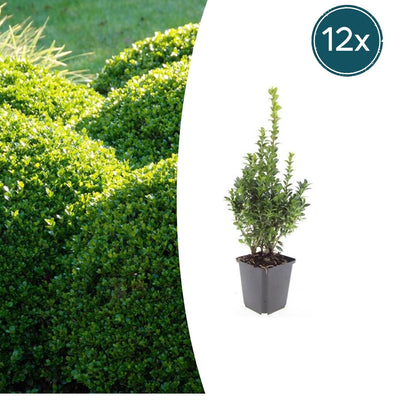 12x Buchsbaum (Buxus Sempervirens) 10-25cm im Ø9cm Topf