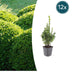 12x Buchsbaum (Buxus Sempervirens) 10-25cm im Ø9cm Topf Bild 1