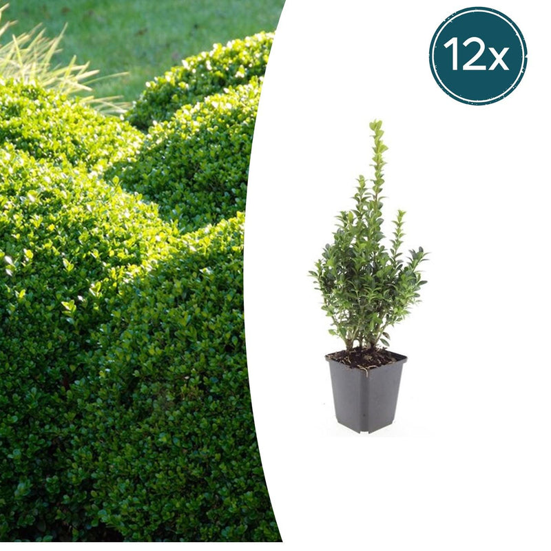 12x Buchsbaum (Buxus Sempervirens) 10-25cm im Ø9cm Topf