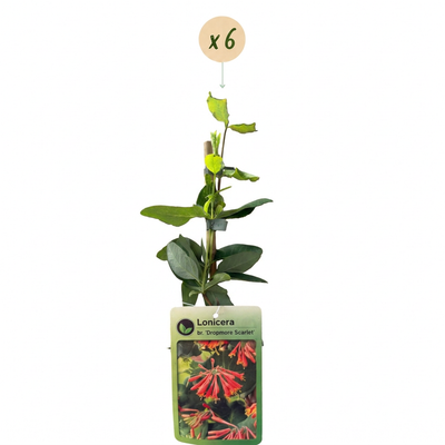 6x Scharlachrote Geißschlinge 'Dropmore Scarlet' - Kletterpflanze Ø9cm H35cm
