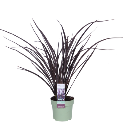 Phormium 'Rubra Nana' – 50cm – Dunkelrotes Ziergras für Innen
