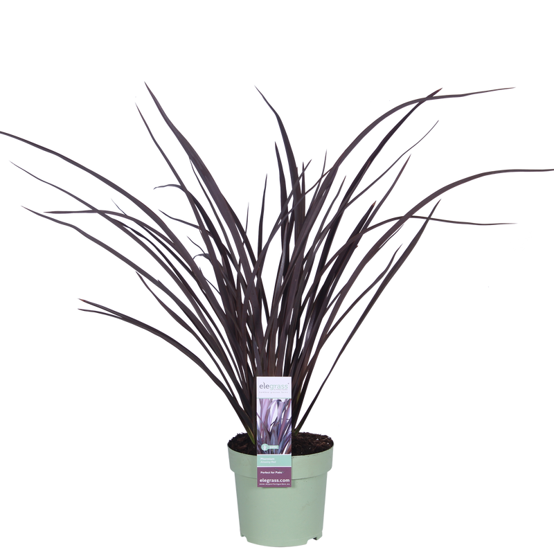 Phormium 'Rubra Nana' – 50cm – Dunkelrotes Ziergras für Innen