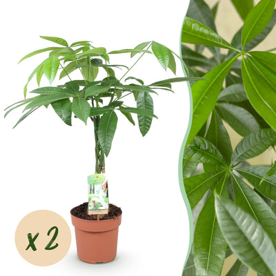 Geflochtener Pachira Aquatica Geldbaum, 2 Pflanzen, Topf 17cm