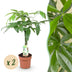 Geflochtener Pachira Aquatica Geldbaum, 2 Pflanzen, Topf 17cm Bild 1
