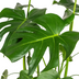 Monstera Deliciosa Tauerii im Ø21cm Topf, 70-90cm hoch Bild 4
